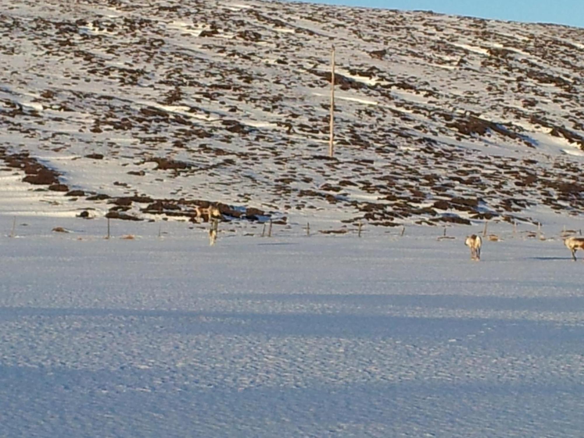 Sireksstadir Farm Holiday Vopnafjorthur